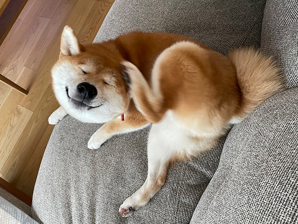 ボリボリと耳をかく、生後７か月の柴犬　まさかの顔に「絶妙で笑った」