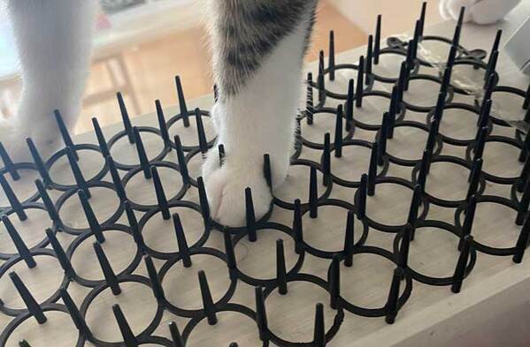 『猫よけシート』を買った飼い主　その後…？「爆笑」「イヤじゃないの？」