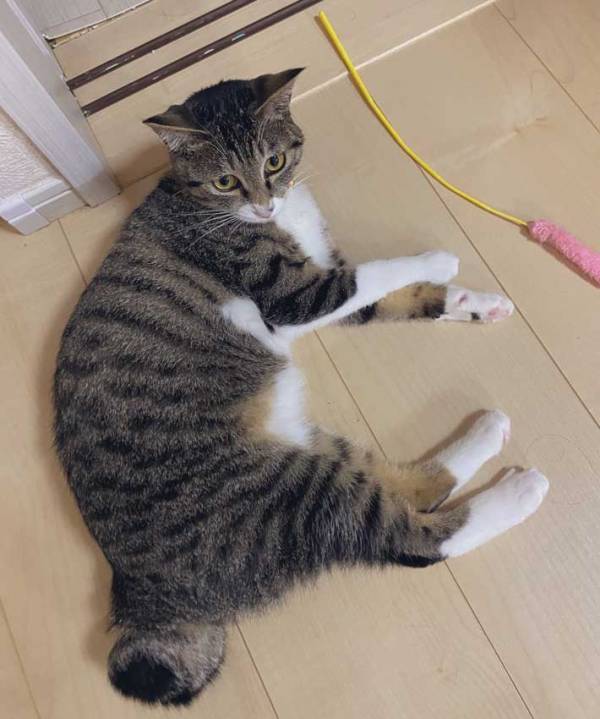 『猫よけシート』を買った飼い主　その後…？「爆笑」「イヤじゃないの？」