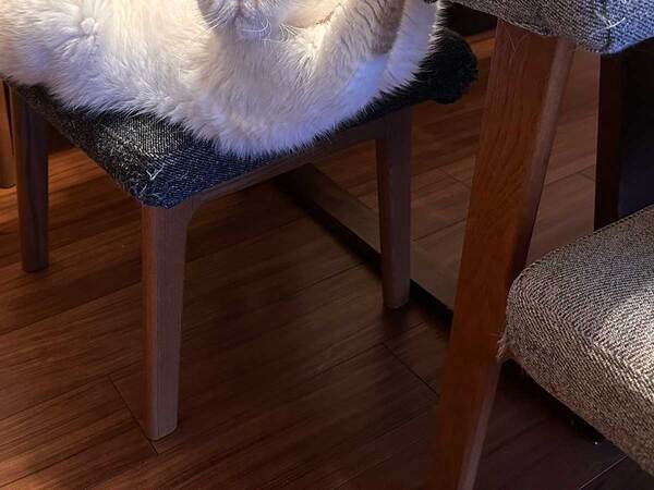 「あのぅ、助けてもらえますか」　哀愁が漂う猫の姿に「ごめん笑った」「諦めを感じる」