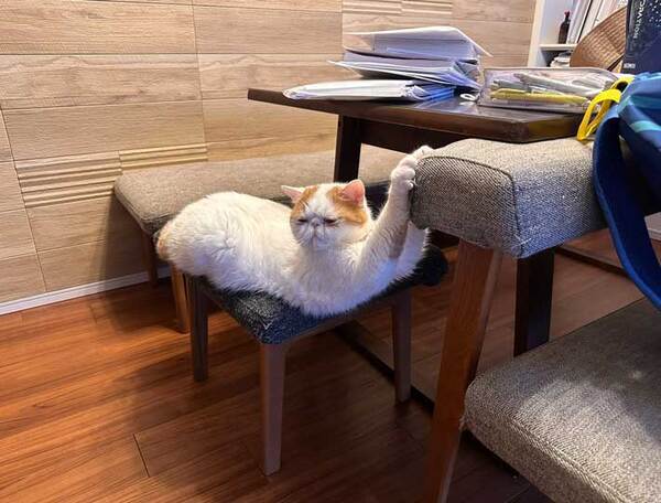 「あのぅ、助けてもらえますか」　哀愁が漂う猫の姿に「ごめん笑った」「諦めを感じる」