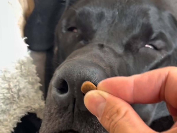ぐっすりと眠る犬　おやつを近づけると…？「めちゃくちゃ笑った」「人間みたい」