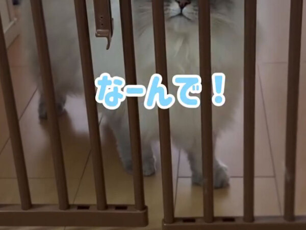 もしかしてしゃべっている？　１５万人が反響した動画に「仕事ができなくなった」