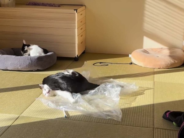 日向ぼっこをしていた保護猫　次の瞬間…「笑った」「なんてきれいな…」