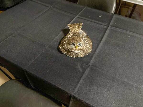 「もうそれにしか見えん」「笑った」　フクロウのポーズに、じわじわくる