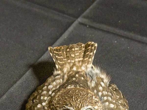 「もうそれにしか見えん」「笑った」　フクロウのポーズに、じわじわくる