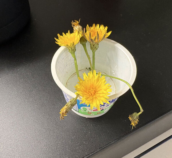 タンポポを母親にあげた４歳児　その理由に「涙が止まらない」「いいね１００回押したい」