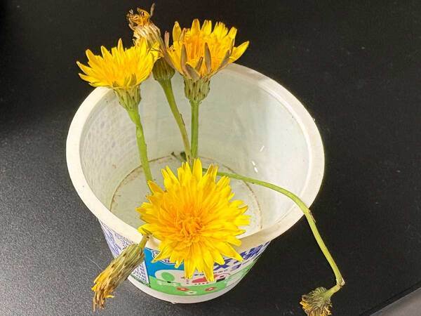 タンポポを母親にあげた４歳児　その理由に「涙が止まらない」「いいね１００回押したい」