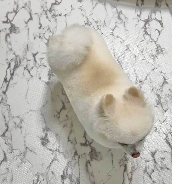 トリミングをしてもらった犬　上からのアングルで？「焼き目が…」「泣けてくる」