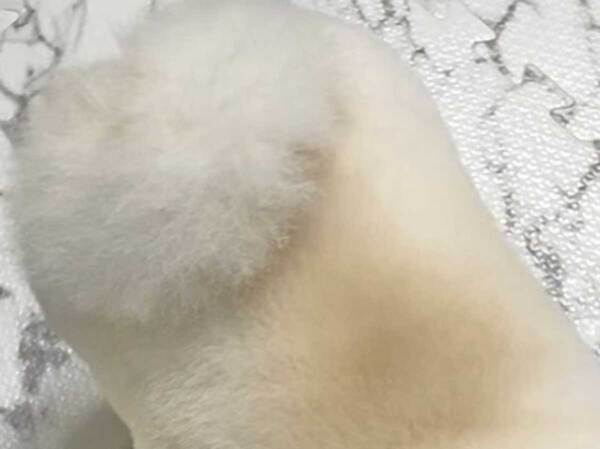 トリミングをしてもらった犬　上からのアングルで？「焼き目が…」「泣けてくる」