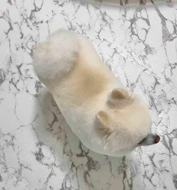 トリミングをしてもらった犬　上からのアングルで？「焼き目が…」「泣けてくる」