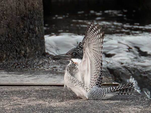 野鳥をとらえた写真　３枚続けて見ると…「浮気でもしたんか」「すごい！」