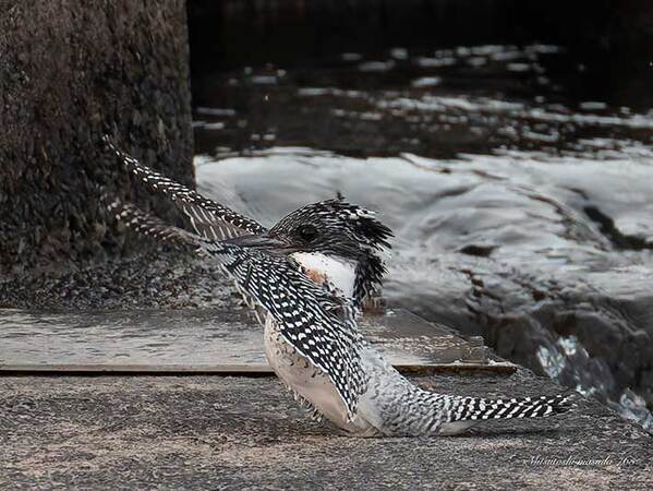 野鳥をとらえた写真　３枚続けて見ると…「浮気でもしたんか」「すごい！」