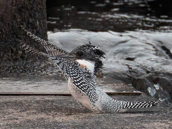 野鳥をとらえた写真　３枚続けて見ると…「浮気でもしたんか」「すごい！」