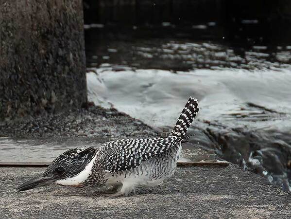 野鳥をとらえた写真　３枚続けて見ると…「浮気でもしたんか」「すごい！」