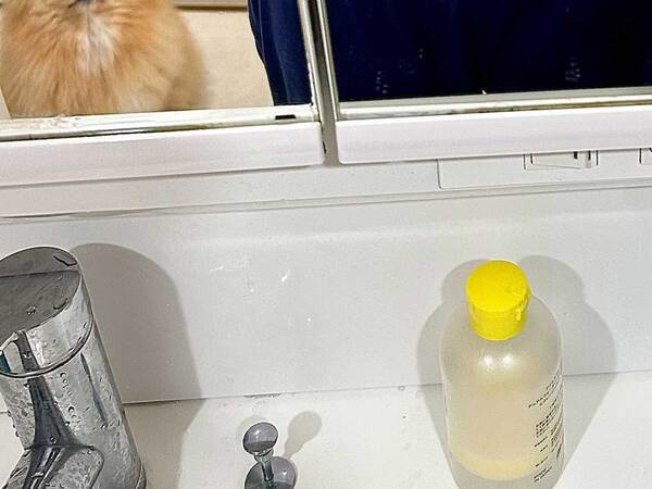 顔パックする飼い主　ポメの表情に「笑った」「好きすぎる」