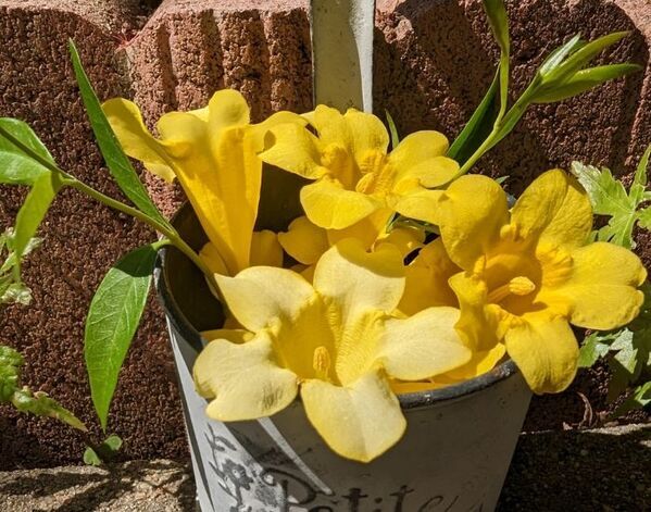 絶対飲用してはダメ！　保健医療局の注意喚起に「気を付ける」「庭にある」