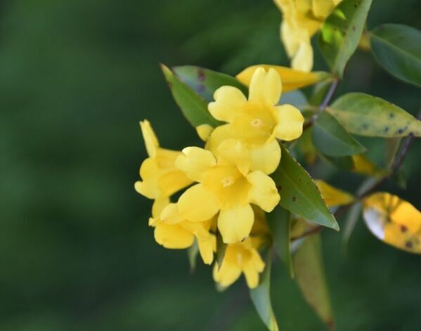 絶対飲用してはダメ！　保健医療局の注意喚起に「気を付ける」「庭にある」