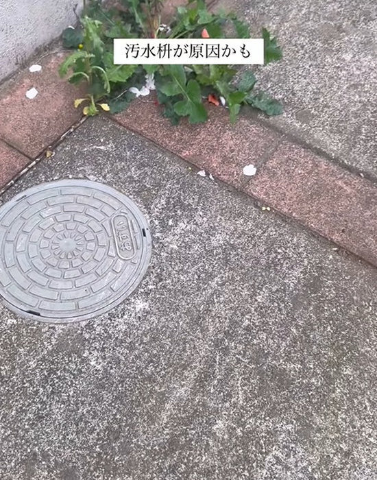 『汚水枡』って知ってる？　排水口の流れが悪いなら…　「はじめて知った」