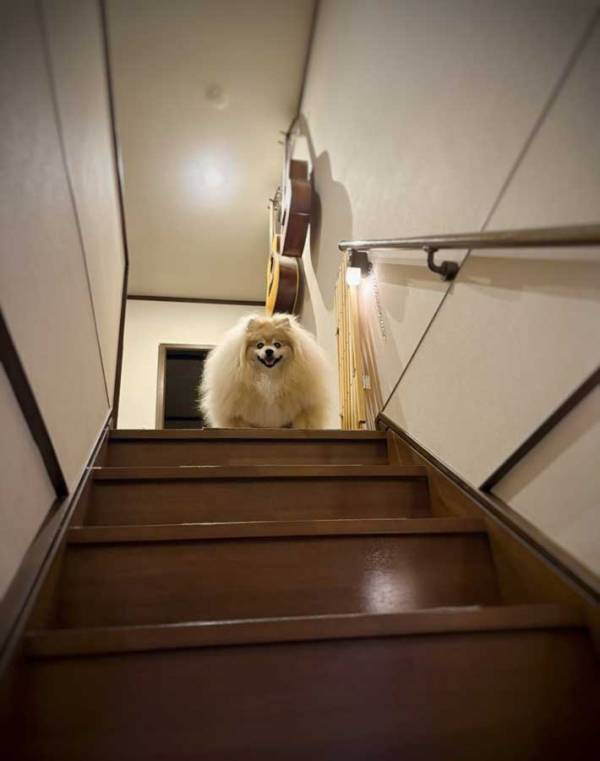 れっきとした『小型犬』です　階段の上で待つポメラニアンに「門番かな」「強そう」