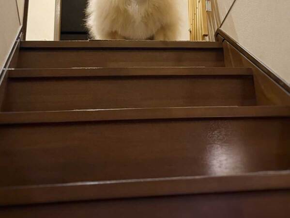 れっきとした『小型犬』です　階段の上で待つポメラニアンに「門番かな」「強そう」