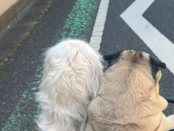 仲よくカゴに乗る２匹の犬　よく見ると？「ゲラゲラ笑っちゃった」「こんな自転車に遭遇したい」