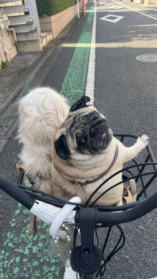 仲よくカゴに乗る２匹の犬　よく見ると？「ゲラゲラ笑っちゃった」「こんな自転車に遭遇したい」