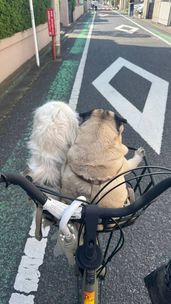 仲よくカゴに乗る２匹の犬　よく見ると？「ゲラゲラ笑っちゃった」「こんな自転車に遭遇したい」