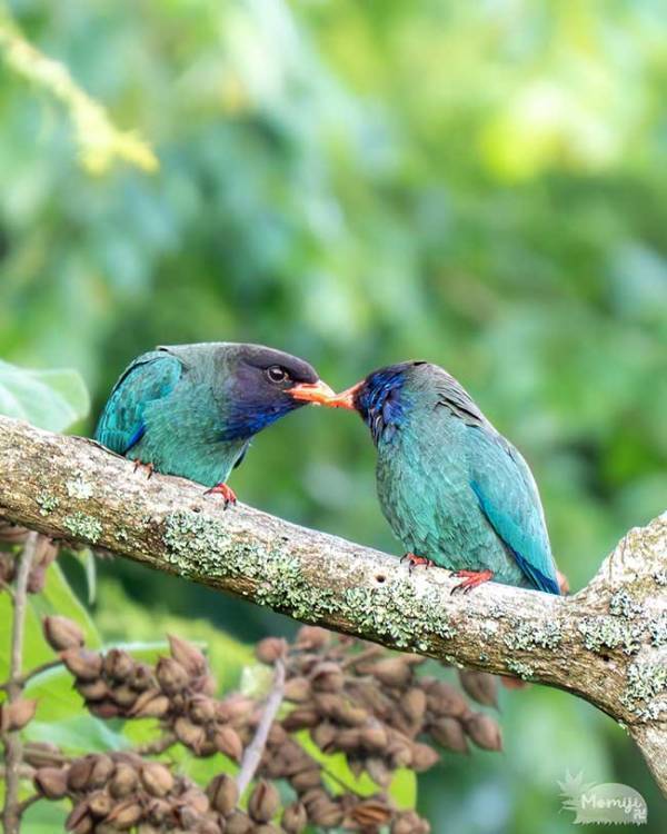 夫婦げんか中の野鳥？　『夫』の行動に「高速で土下座？」「必死すぎて吹いた」