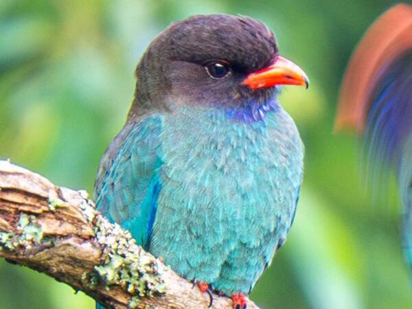 夫婦げんか中の野鳥？　『夫』の行動に「高速で土下座？」「必死すぎて吹いた」