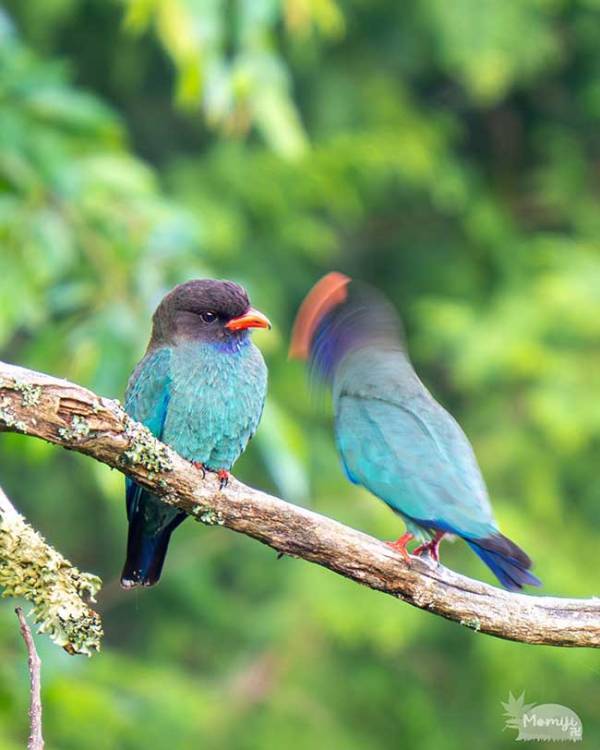 夫婦げんか中の野鳥？　『夫』の行動に「高速で土下座？」「必死すぎて吹いた」