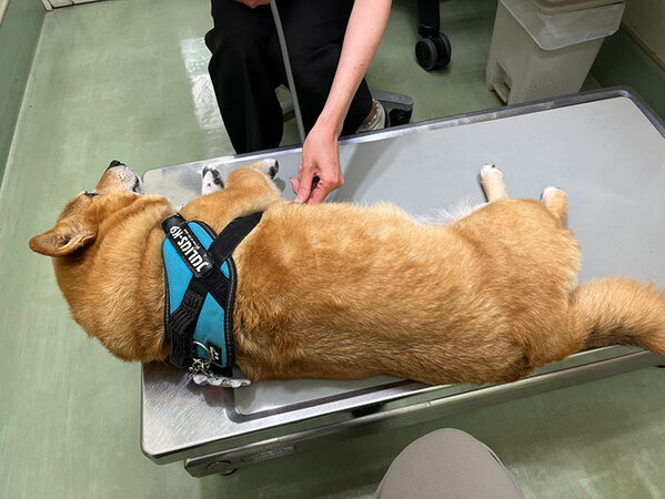 病院で診察を受ける犬　怯えていると思いきや…「笑っちゃった」「これは大物だ」