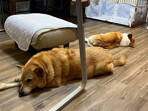 病院で診察を受ける犬　怯えていると思いきや…「笑っちゃった」「これは大物だ」