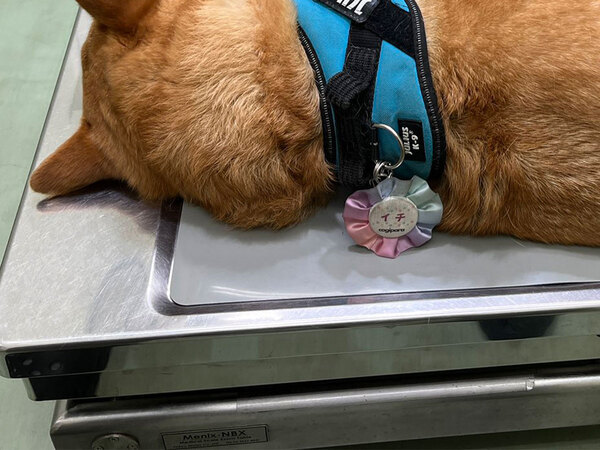 病院で診察を受ける犬　怯えていると思いきや…「笑っちゃった」「これは大物だ」