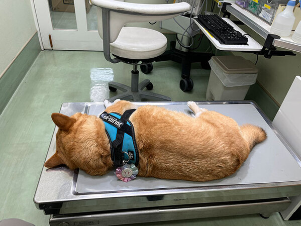 病院で診察を受ける犬　怯えていると思いきや…「笑っちゃった」「これは大物だ」