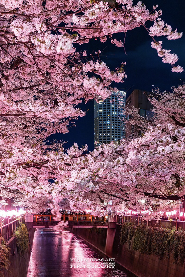 目黒川沿いに咲いた『夜桜』　その上を見ると？「こんな光景が見れるなんて」　「さすがの一言」