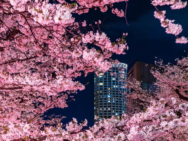 目黒川沿いに咲いた『夜桜』　その上を見ると？「こんな光景が見れるなんて」　「さすがの一言」