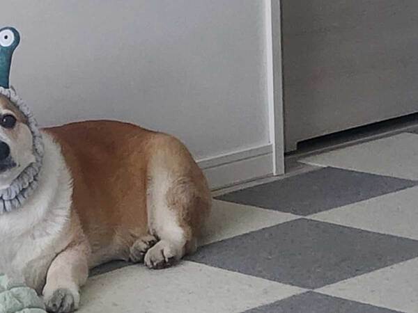 飼い主「ごめんて」　料理を終えてソファに座ると、目の前に…？