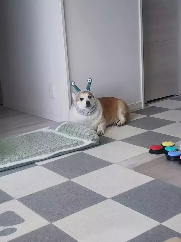 飼い主「ごめんて」　料理を終えてソファに座ると、目の前に…？