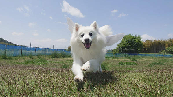 「飛んで行きそう」と言われた日本スピッツ　理由に「え、すごっ」「これが天使か」
