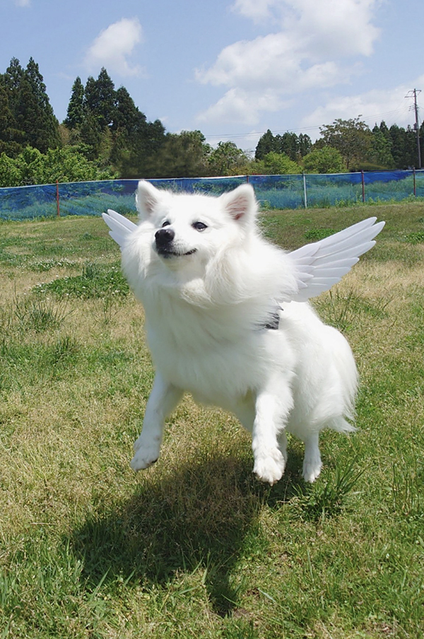 「飛んで行きそう」と言われた日本スピッツ　理由に「え、すごっ」「これが天使か」