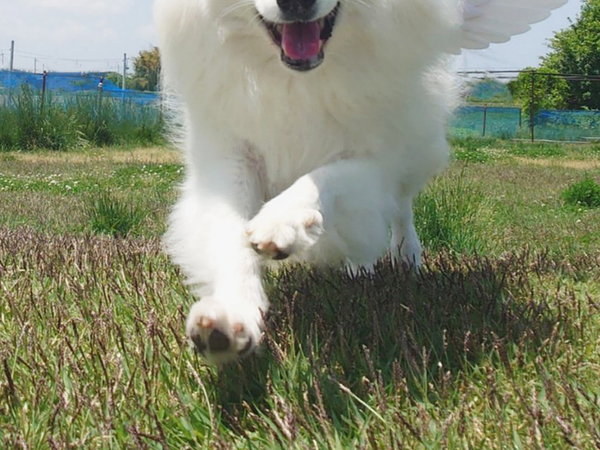 「飛んで行きそう」と言われた日本スピッツ　理由に「え、すごっ」「これが天使か」