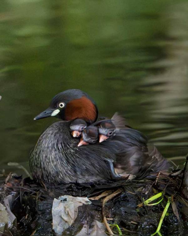 水辺を泳ぐ野鳥　背中には…？「こんなの初めて見た」「すごい瞬間！」