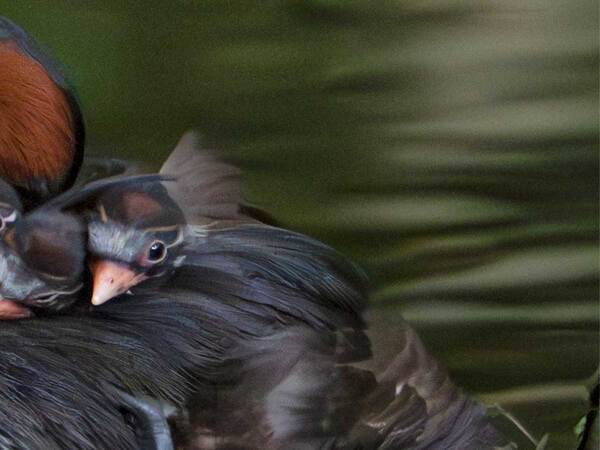 水辺を泳ぐ野鳥　背中には…？「こんなの初めて見た」「すごい瞬間！」