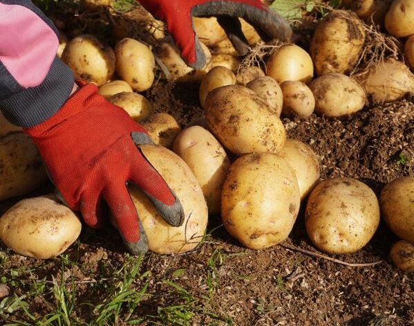 「加熱してもダメ」　新ジャガイモの注意点に「知らなかった」