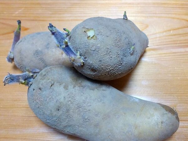 「加熱してもダメ」　新ジャガイモの注意点に「知らなかった」