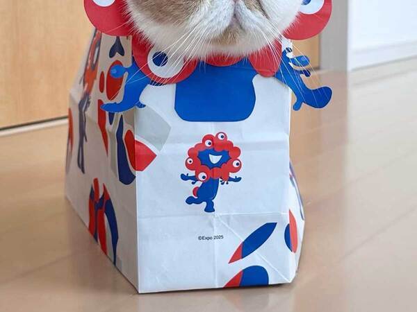 『ミャクミャク紙袋』を作ったら？　完成品を見た猫に「国宝に認定」「何度も見ちゃう」