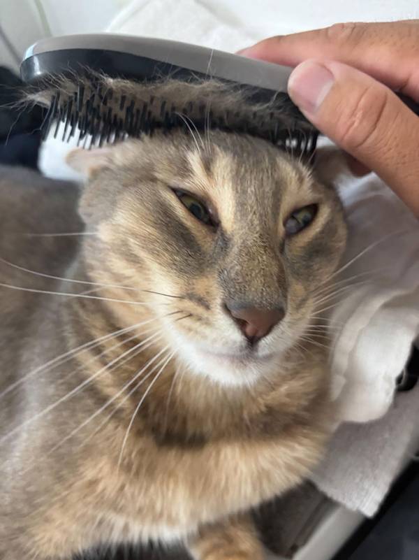 「思わず笑った」「この顔好きすぎる」　ダイソーで買ったヘアブラシで、愛猫をなでたら…