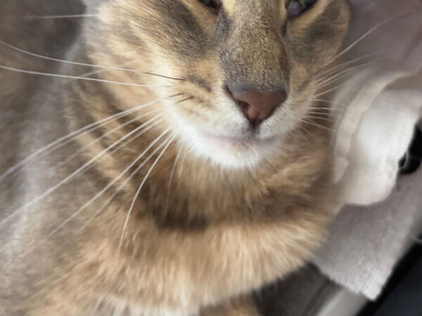 「思わず笑った」「この顔好きすぎる」　ダイソーで買ったヘアブラシで、愛猫をなでたら…