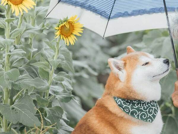 「この瞬間がずっと続いてほしい」　愛犬が優しく見つめるのは？